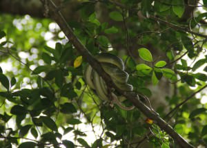 Little Amazon Takuapa - Grüne Baumschlange