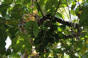 Little Amazon Takuapa - Mangrovenschlange