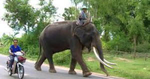 Isaan - Elefant mit seinem Mahod